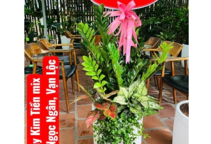 Cây quà tặng doanh nghiệp cao cấp