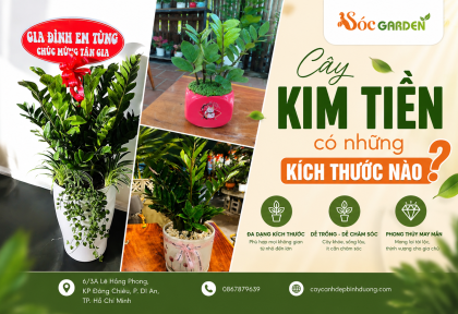 Cây Kim Tiền có những kích thước nào tại Sóc Garden