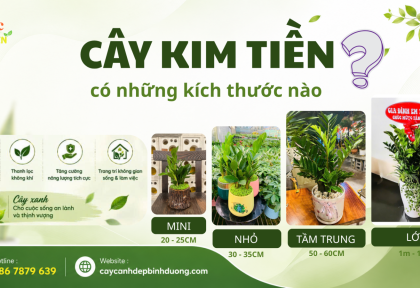Cây Kim Tiền có những kích thước nào