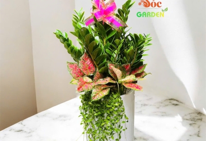 Cách chọn cây trưng văn phòng, công ty theo tuổi hợp phong thủy cây khỏe đẹp bền