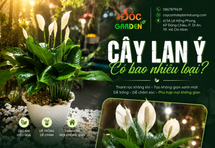 Cây Lan Ý có bao nhiêu loại