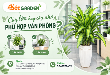 Cây lớn hay cây nhỏ phù hợp văn phòng ?