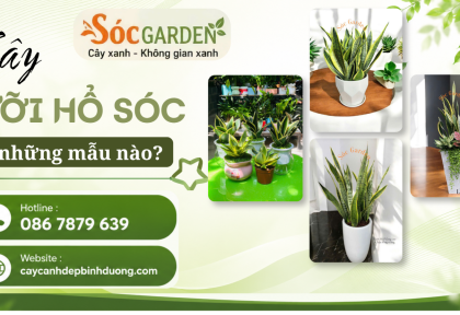 Cây Lưỡi Hổ Sóc có những mẫu nào