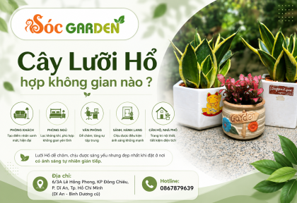 Cây Lưỡi Hổ hợp không gian nào ?