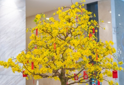 Cho thuê mai Tết số lượng lớn 