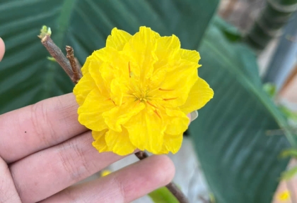 Cho thuê mai Tết tại TP.HCM