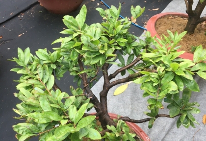 Những lưu ý trong mùa mưa giúp cây phát triển khỏe mạnh, chồi lá xanh mượt