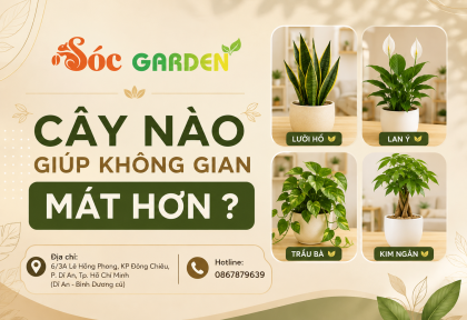 Cây nào giúp không gian mát hơn ? 