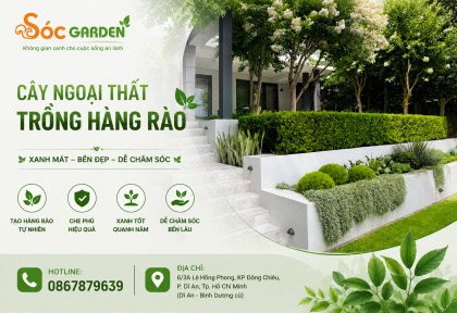 Cây ngoại thất trồng hàng rào 