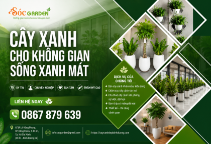 Trồng cây nội thất cho nhà mới cần lưu ý gì?
