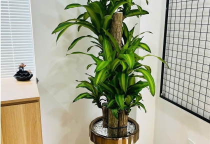 Các loại cây cho nhà mới mệnh kim