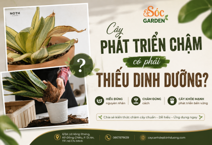 Cây phát triển chậm có phải thiếu dinh dưỡng?