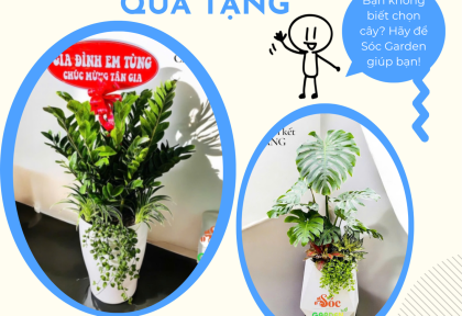 Cây phối kết decor làm quà tặng