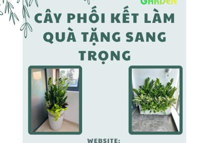 Cây phối kết làm quà tặng sang trọng