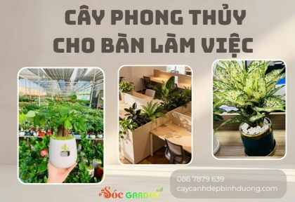 Cây phong thủy cho bàn làm việc