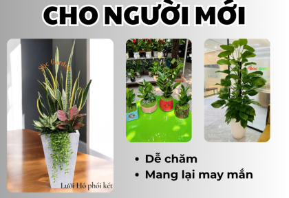 Cây phong thuỷ cho người mới chơi 