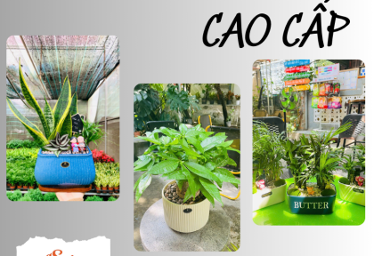 Cây phong thuỷ để bàn cao cấp