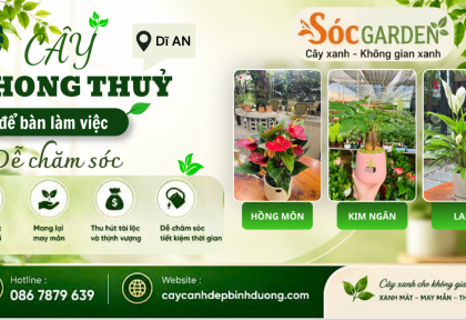 Cây phong thủy để bàn làm việc dễ chăm sóc