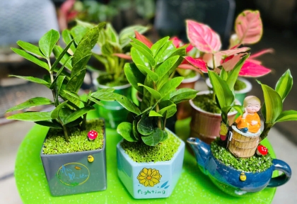 Cây Cảnh Phong Thủy Cho Công Ty: Hút Tài Vận, Kích Hoạt Sinh Khí