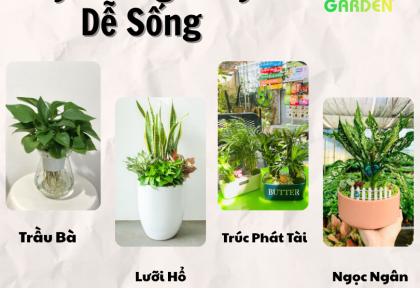 Cây phong thủy dễ sống 