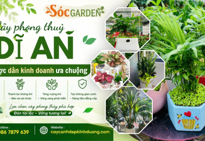 Cây phong thủy Dĩ An được dân kinh doanh ưa chuộng