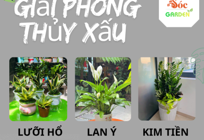 Cây phong thuỷ hóa giải phong thủy xấu