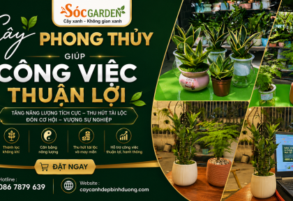 Cây phong thủy giúp công việc thuận lợi