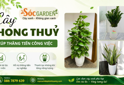 Cây phong thủy giúp thăng tiến công việc