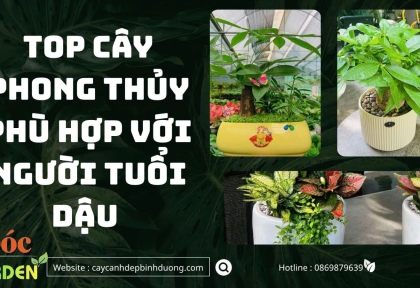 Gợi ý cây phong thuỷ hợp tuổi Dậu 