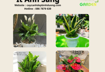 Cây phong thủy ít ánh sáng