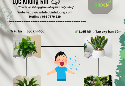 Cây phong thủy lọc không khí