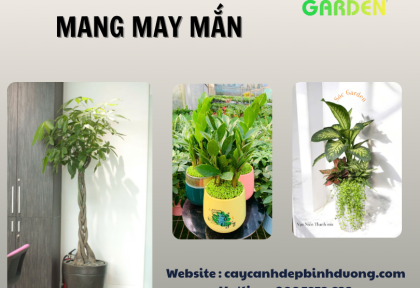 Cây phong thủy mang ý nghĩa may mắn
