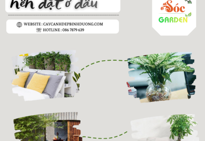 Cây phong thủy nên đặt ở đâu