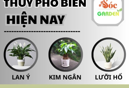 Cây phong thủy phổ biến hiện nay
