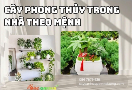 Cây phong thủy trong nhà theo mệnh