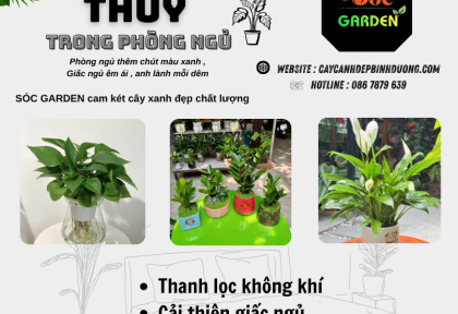 Cây phong thủy trong phòng ngủ