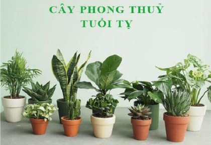 Cây phong thủy hợp tuổi 1989 -  Kỷ Tỵ giúp thăng tiến và giữ vững tài vận