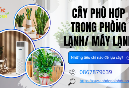 Cây phù hợp đặt trong phòng lạnh/máy lạnh