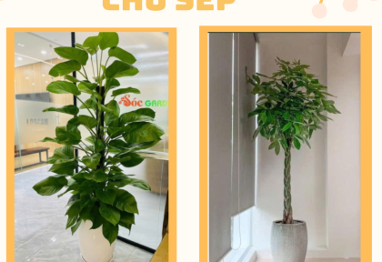 Cây quà tặng cho sếp