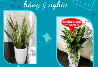 Cây quà tặng khách hàng ý nghĩa