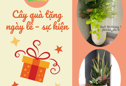 Cây quà tặng ngày lễ – sự kiện