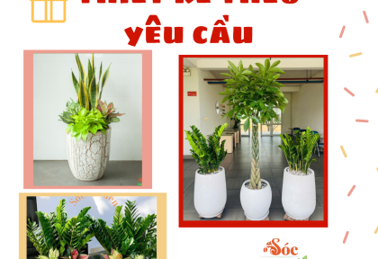 Cây quà tặng thiết kế theo yêu cầu