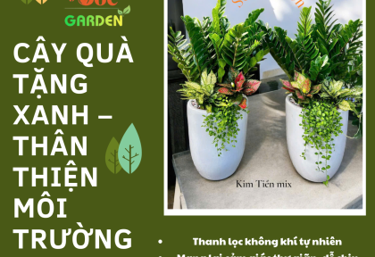 Cây quà tặng xanh thân thiện môi trường