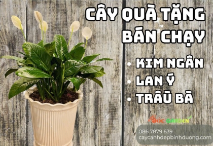 Cây quà tặng bán chạy 