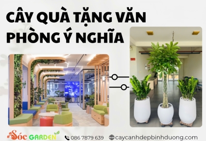 Cây quà tặng văn phòng ý nghĩa 