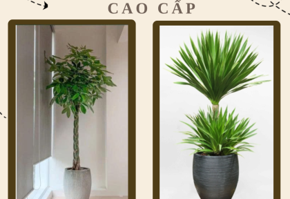 Cây quà tặng doanh nghiệp cao cấp