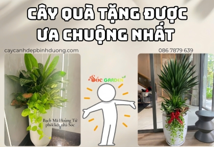 Cây quà tặng được ưa chuộng nhất 