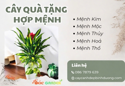 Cây quà tặng hợp mệnh 