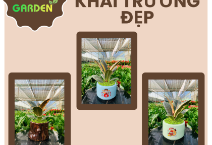 Cây quà tặng khai trương đẹp