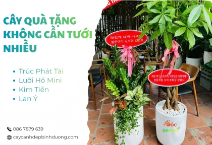 Cây quà tặng không cần tưới nhiều 